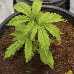 Pineapple Express Feminised Seeds photo review