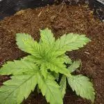 Pineapple Express Feminised Seeds photo review