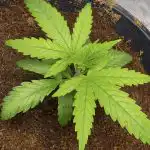 Pineapple Express Feminised Seeds photo review
