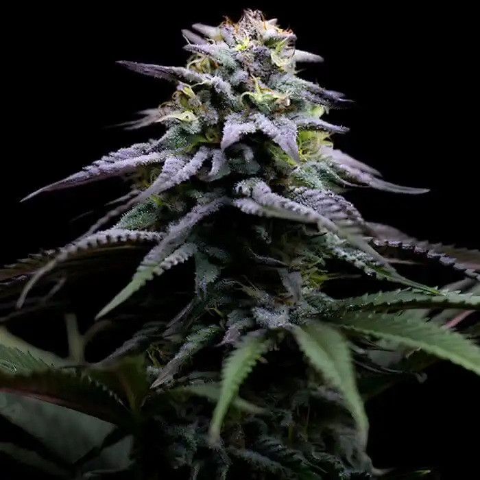 rs11 auto seeds australia