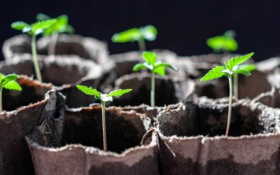 How to Grow Weed Seeds Successfully
