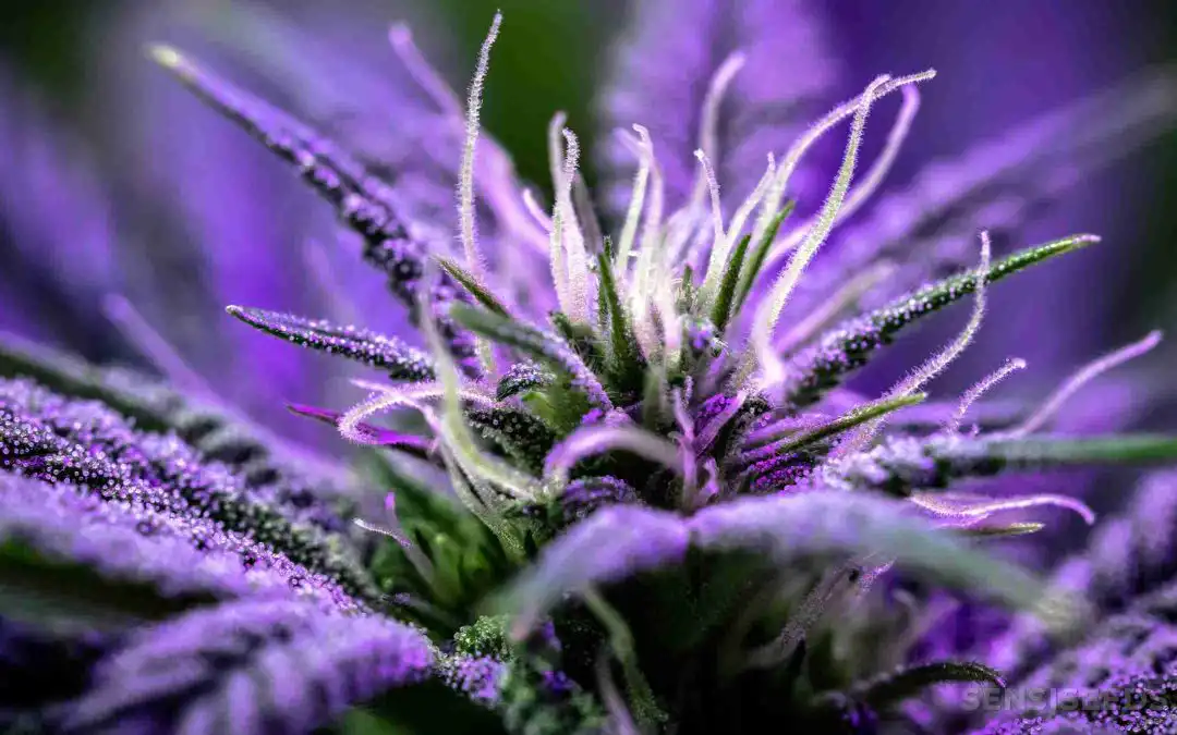 Discover the Best Wholesale Cannabis Seeds for Your Growing Needs