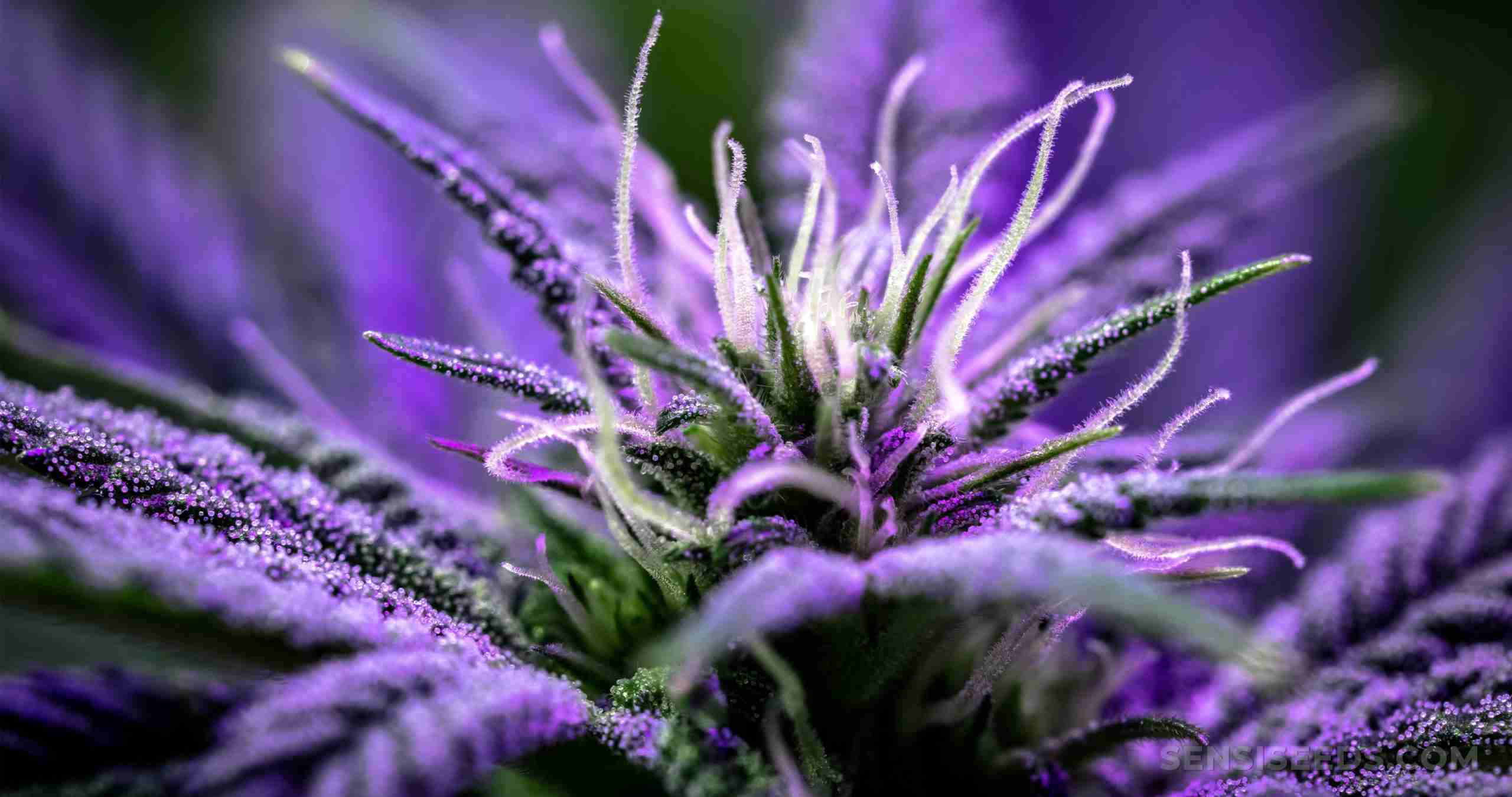 Wholesale Cannabis Seeds- close up purple flower