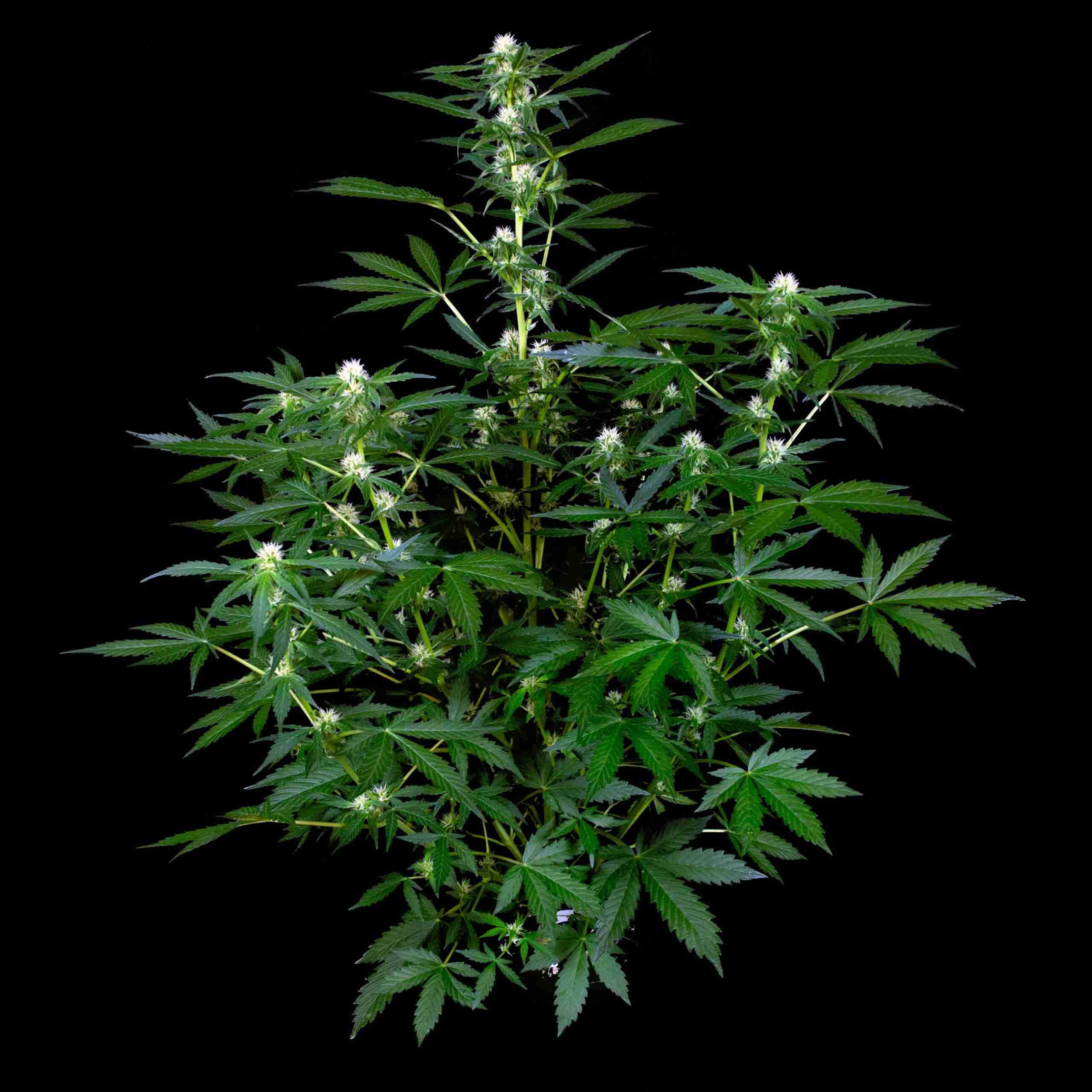 auto zkittlez strain- sensi seeds grow