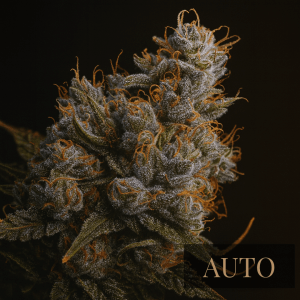 auto future#1 - SIGMA X SACRED SEEDS