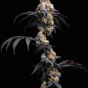 Rainbow Sherbet #11 feminized seeds- Australia