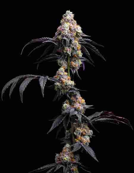Rainbow Sherbert #11 Feminized Seeds (RS11)