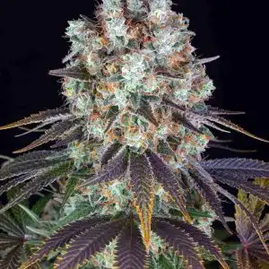 bruce banner fast version closeup australia