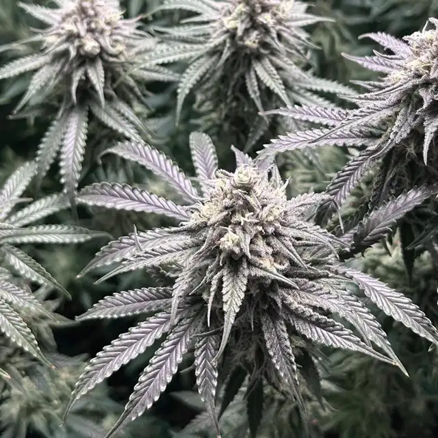fast bruce banner feminised seeds australia dense lime-green trichome-coated colas late flower