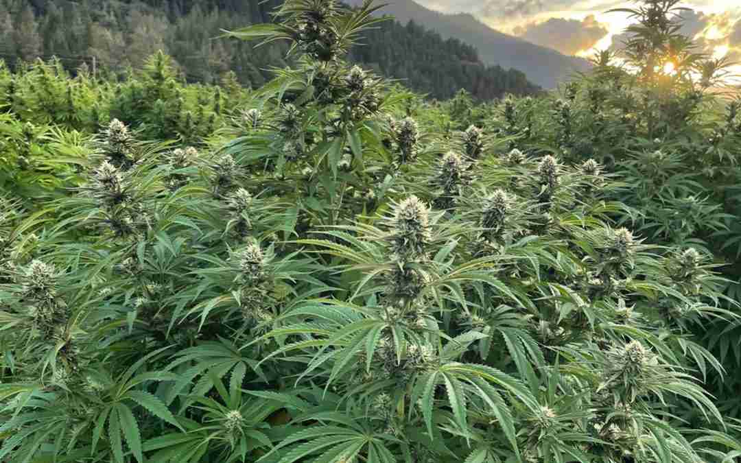 Top Exotic Cannabis Seeds for Enthusiasts: Grow Unique Strains Today