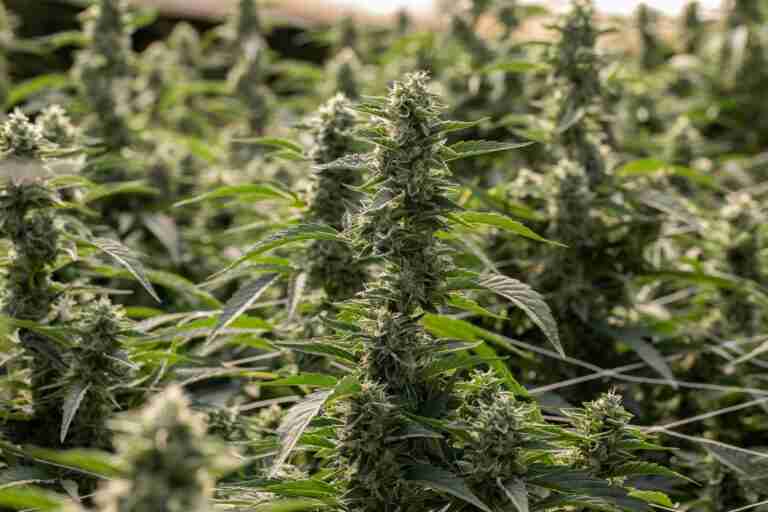 exotic cannabis seeds australia