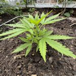 Future #1 Feminised Seeds photo review