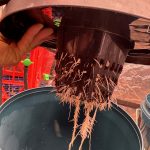 Future #1 Feminised Seeds photo review