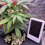 Future #1 Feminised Seeds photo review