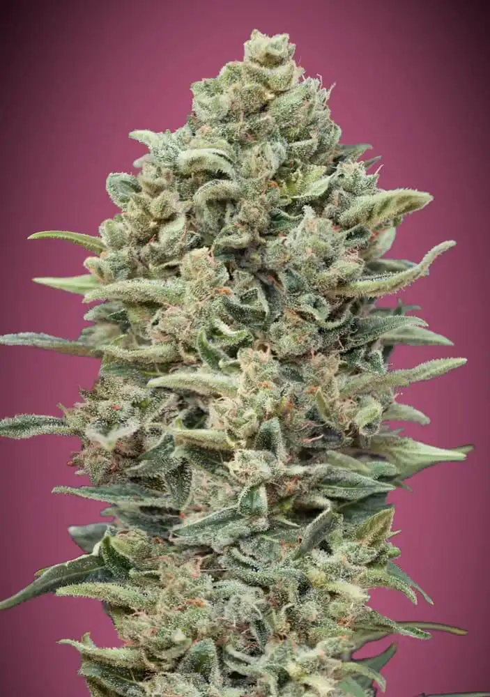 gelato fast version feminised seeds closeup