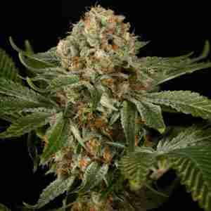 og kush fast version feminized seeds- sacred seeds australia