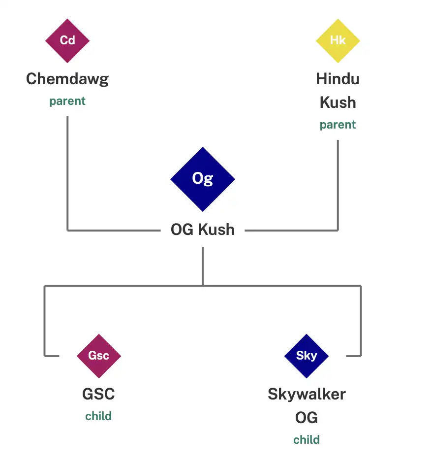 og kush fast version feminized seeds- strain lineage