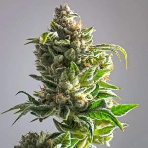 Frost-covered Pineapple Express cola featuring vibrant green sugar leaves and thick resin production, captured in soft studio lighting to showcase the strain’s tropical appearance and crystal-coated texture.