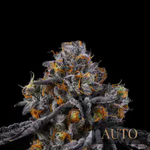 Auto RS11 Rainbow Sherbert #11 Seeds australia