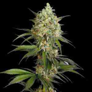 Sour Diesel Fast Version Feminized Seeds australia