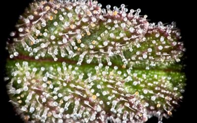 Top CBD Cannabis Seeds for Optimal Growth and Health Benefits