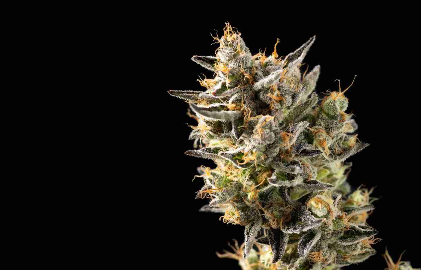 Zkittlez strain buds showing purple hues and trichome coverage
