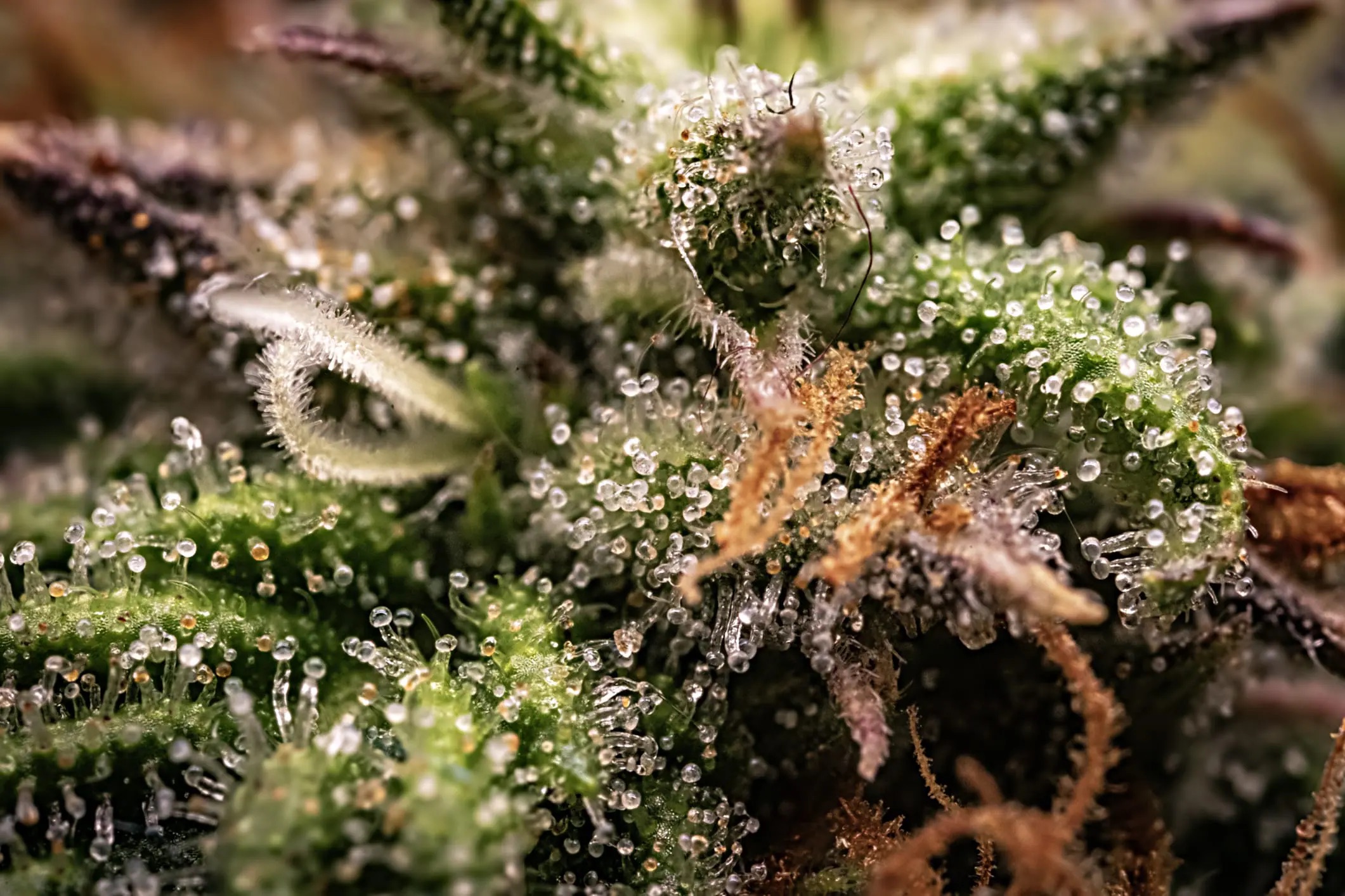 cbd cannabis seeds close up trichomes
