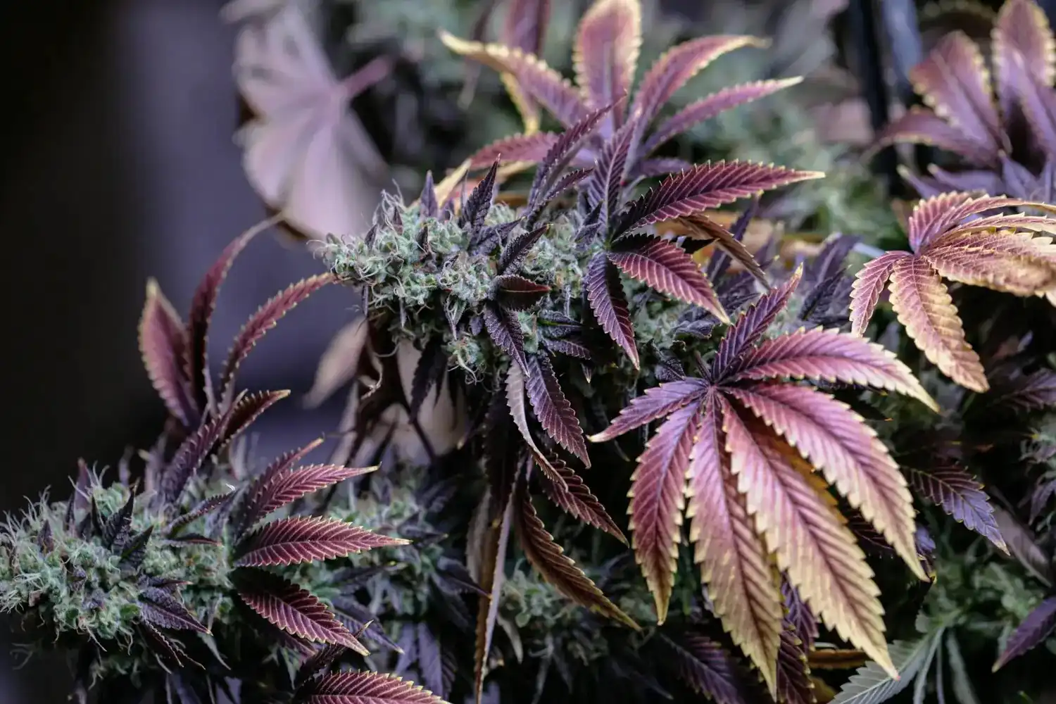 Wholesale Cannabis Seeds