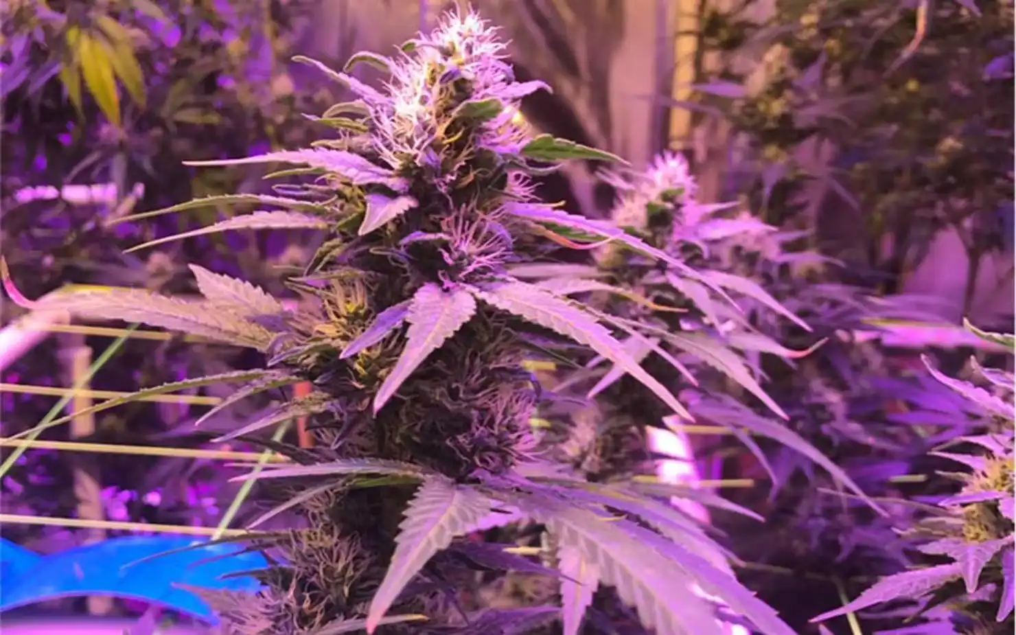 purple kush sacred seeds australia