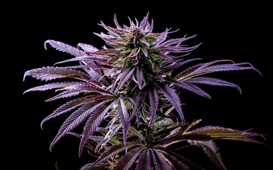 The Best Purple Weed Seeds for Colorful Cannabis Cultivation