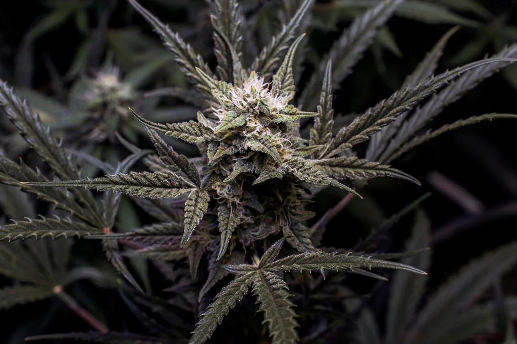 zkittles strain review- sacred seeds