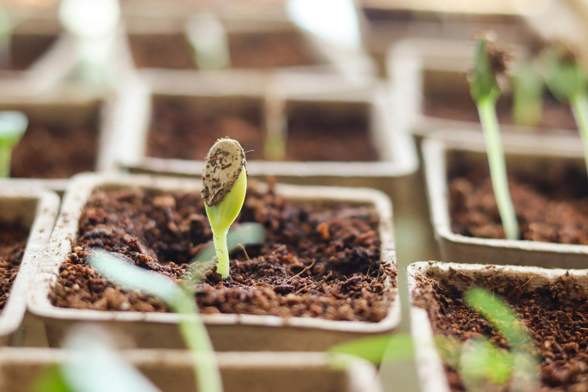 Close-up macro photo of cannabis seed germinating with white taproot emerging
