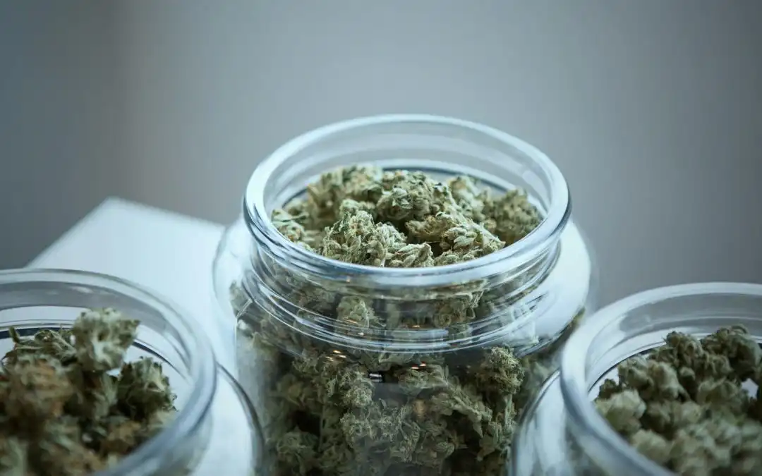 How Long Do Cannabis Seeds Last?