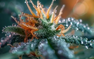 Do Cannabis Plants Need Amber Trichomes Before Harvest?