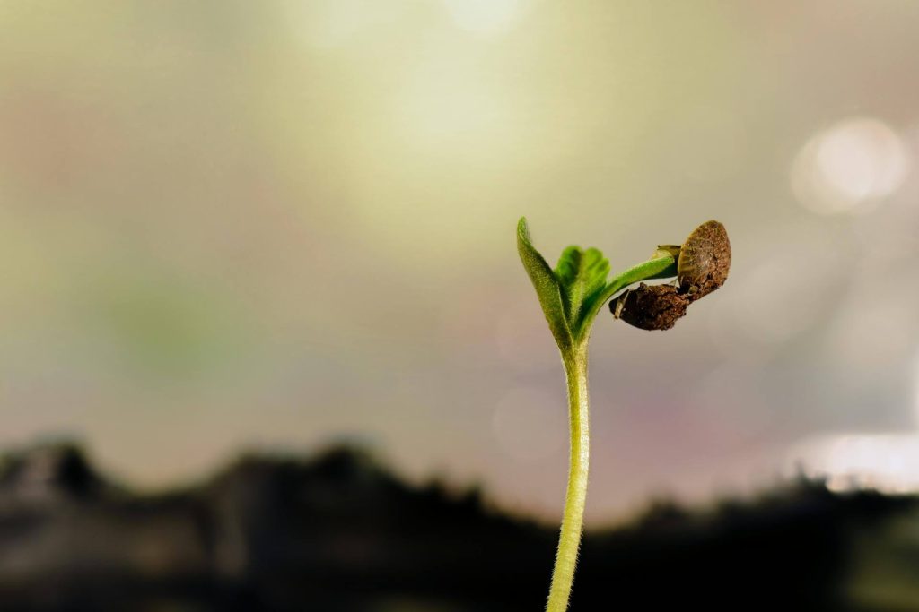 Close-up macro photo of cannabis seed germinating with white taproot emerging