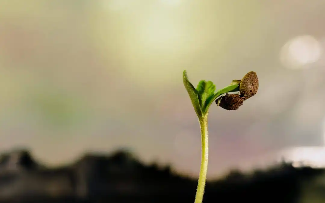 Why Aren’t My Cannabis Seeds Germinating?