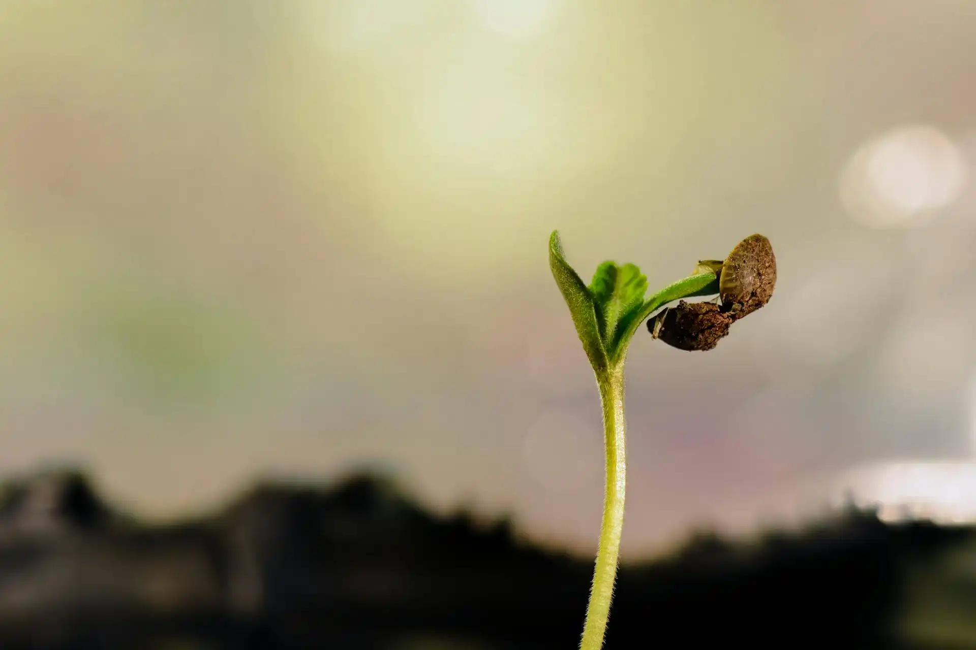 Close-up macro photo of cannabis seed germinating with white taproot emerging