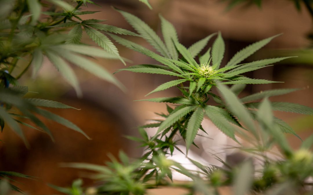 Why Are My Photoperiod Plants Flowering Early?