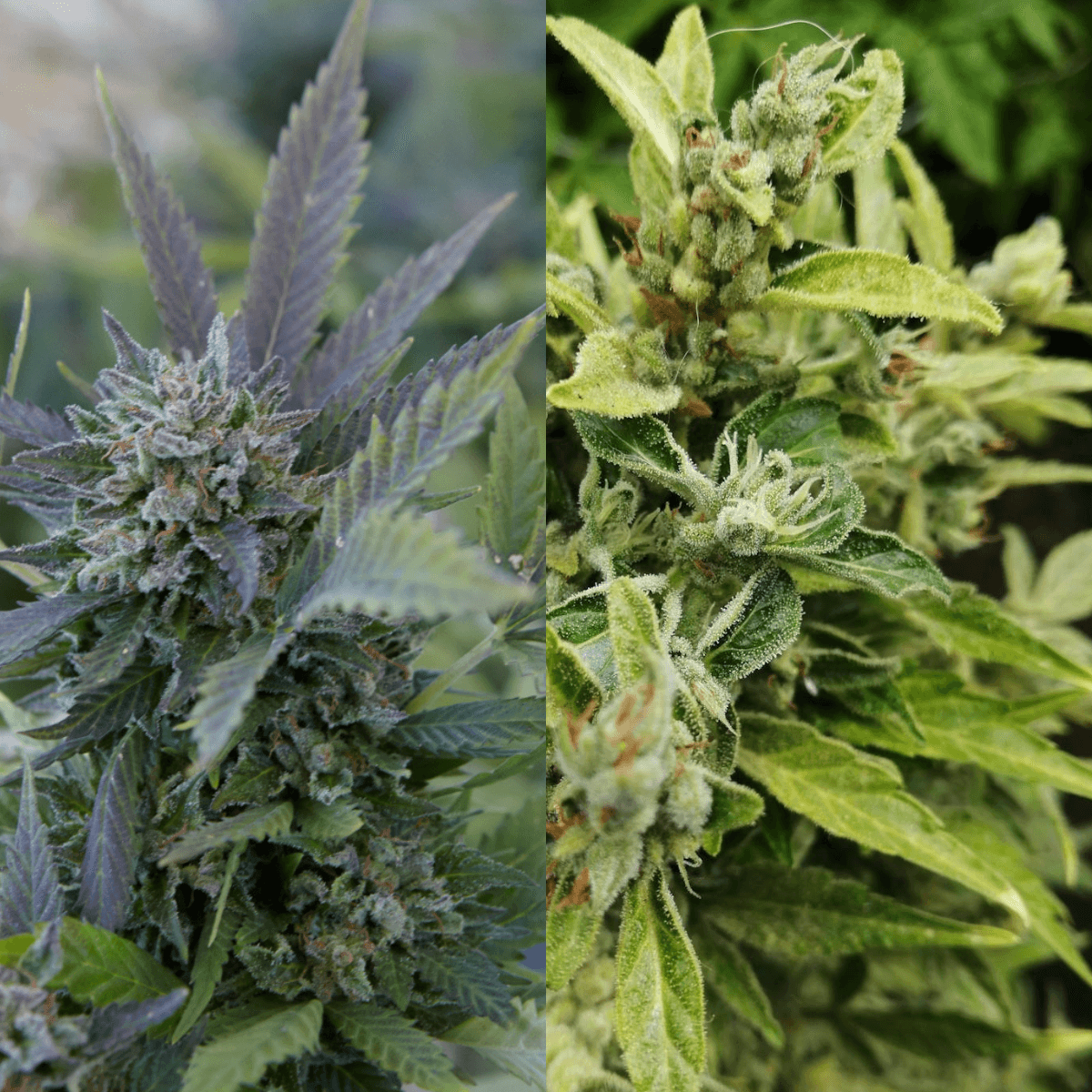 Side-by-side comparison showing autoflower cannabis plant with dark green nutrient burn versus healthy light green foliage