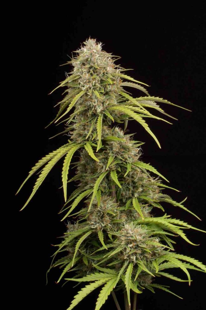 Auto Bruce Banner Feminised Seeds in bloom