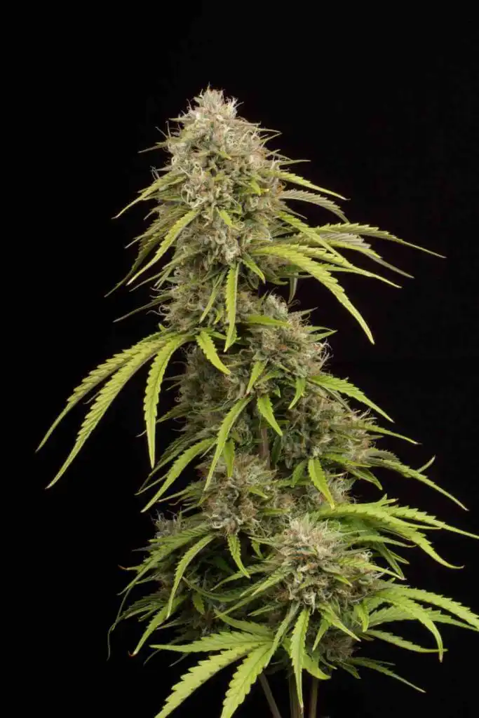 auto bruce banner feminised seeds australia bloom late flower dense cola structure