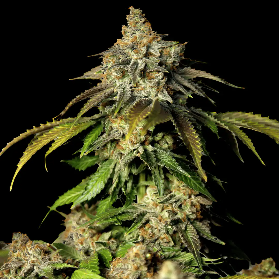 Auto Bruce Banner Feminised Seeds aust ralia sacred seeds