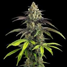 Bruce Banner Feminized seeds australia