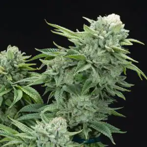 gorilla glue fast version sacred seeds