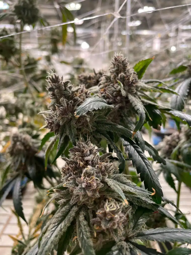Indoor-grown Gorilla Glue plant during flowering with dense resinous buds