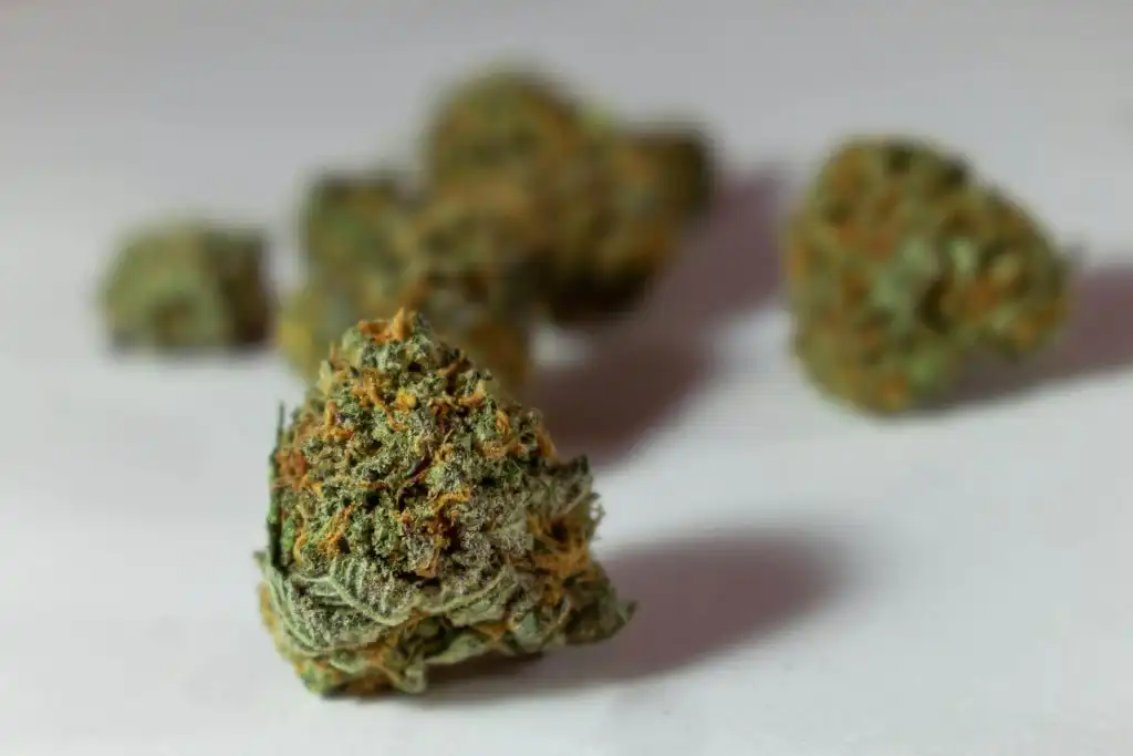 Gorilla Glue strength cannabis strain showing heavy resin production and dense buds
