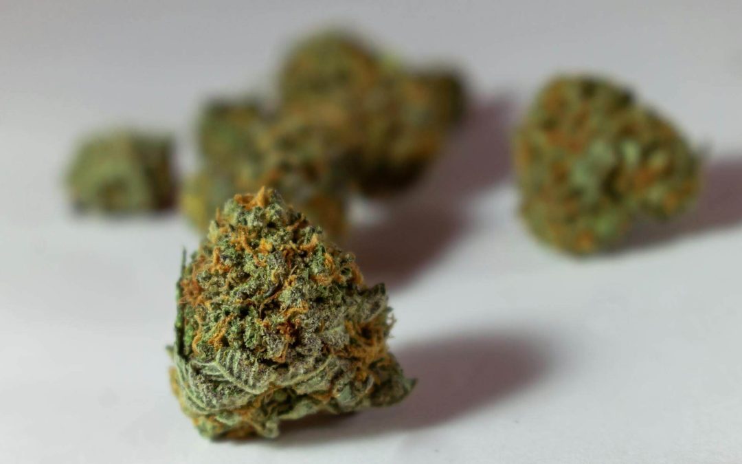 Gorilla Glue Strength: Complete Grower’s Guide