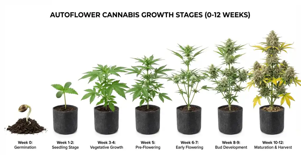 Professional educational diagram showing autoflower cannabis plant growth stages from week 0 to week 12.