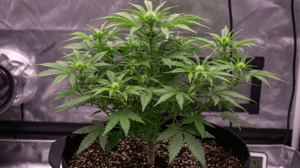 How to Grow Autoflowers plant in a pot