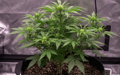 How to Grow Autoflowers: Week-by-Week Guide (Seed to Harvest)